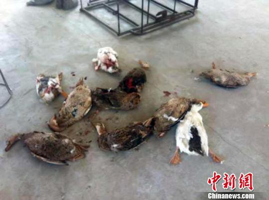 吉林一村庄疑似“狼”出没数十只鸭子遇袭(图)