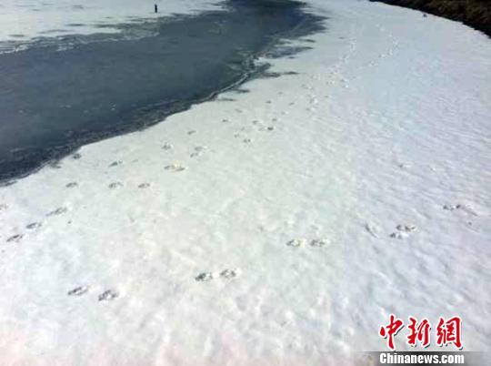 吉林一村庄疑似“狼”出没 数十只鸭子遇袭(图)