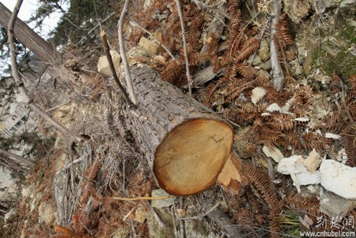 被砍伐的树木