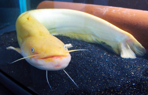日本黄金鲶鱼变黑 专家疑与日照等因素有关(图)