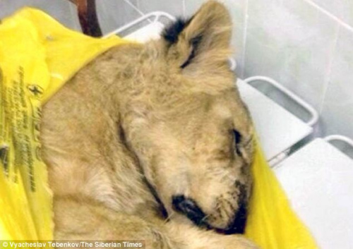 这只狮子的主人将其注册为“家猫”，把它带上了火车。