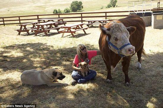 奶牛整日与狗相伴自认同类 对吃草没兴趣(图)
