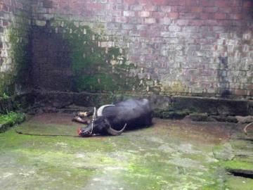 发狂水牛被武警战士击毙。警方供图