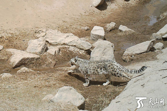 　　新疆罗布泊野骆驼保护区内拍摄到的雪豹。(图片由罗布泊野骆驼国家级自然保护区管理局提供)
