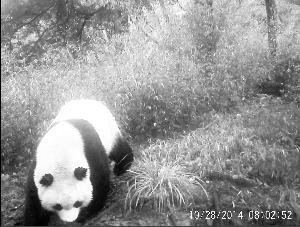 甘肃白水江保护局2次拍摄到两只成年大熊猫(图)