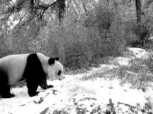 甘肃白水江保护局2次拍摄到两只成年大熊猫(图)