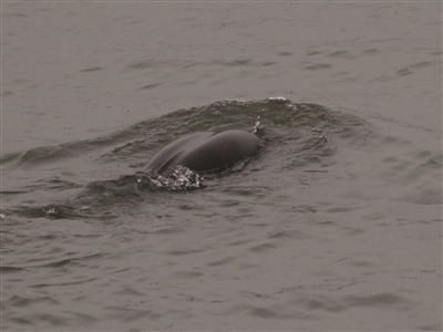 江豚为啥频频探头发出羊叫声？